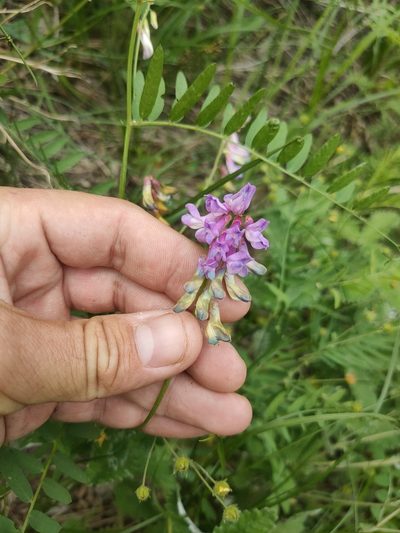 Vicia multicaulis, photographed by Евгений Егорейченков