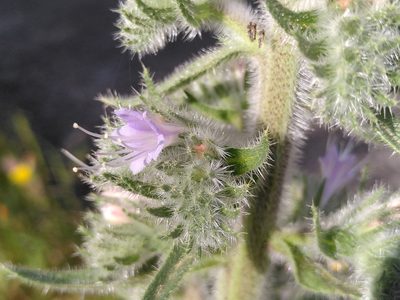Echium italicum, photographed by Yves Bas