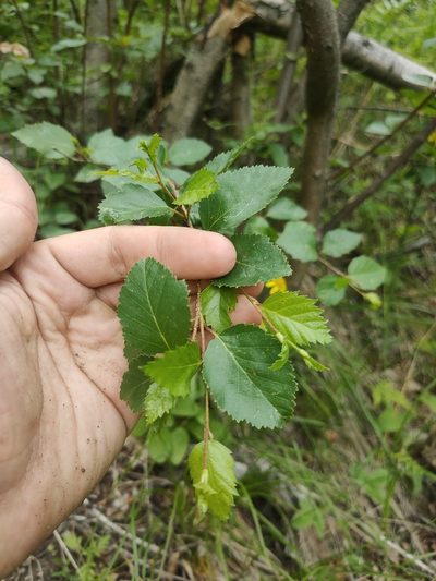Betula fruticosa, photographed by Евгений Егорейченков