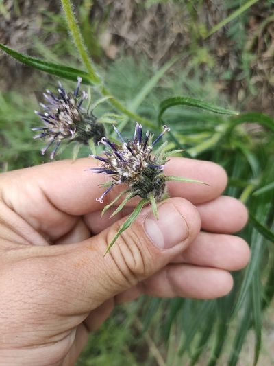 Saussurea schanginiana, photographed by Евгений Егорейченков