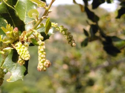 Quercus coccifera, photographed by Yves Bas