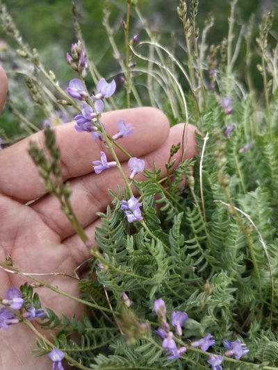 Oxytropis coerulea, photographed by Евгений Егорейченков