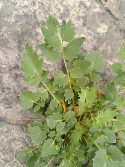 Petromarula pinnata, photographed by Yves Bas