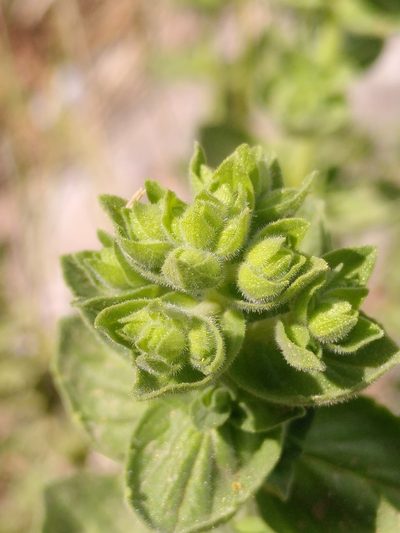 Origanum onites, photographed by Yves Bas
