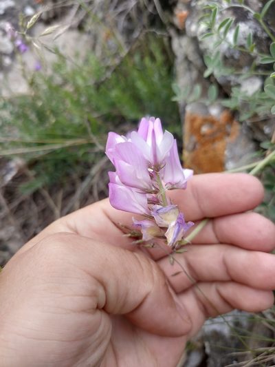 Hedysarum setigerum, photographed by Евгений Егорейченков