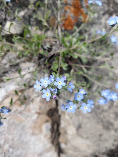 Amblynotus rupestris, photographed by Евгений Егорейченков