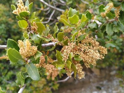 Quercus coccifera, photographed by Yves Bas