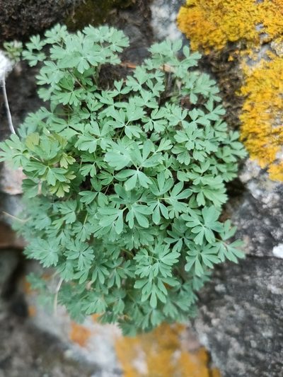 Paraquilegia microphylla, photographed by Евгений Егорейченков