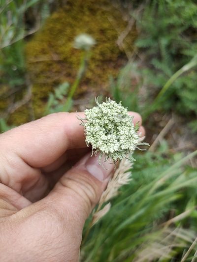 Seseli condensatum, photographed by Евгений Егорейченков