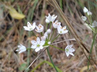 Allium subhirsutum