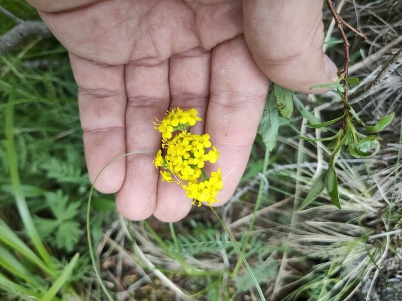 Patrinia sibirica, photographed by Евгений Егорейченков