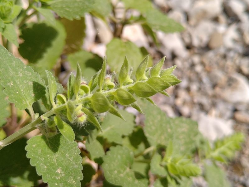 Scutellaria sieberi, photographed by Yves Bas