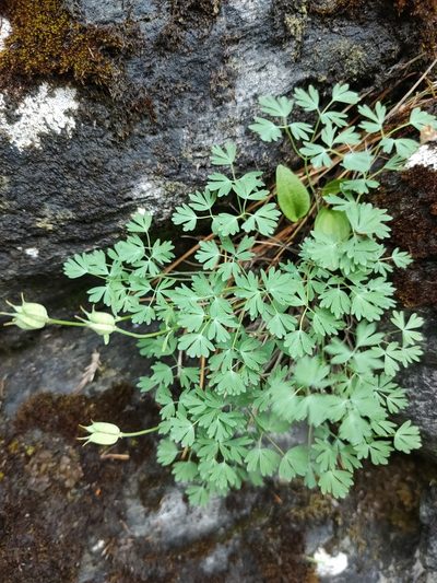 Paraquilegia microphylla, photographed by Евгений Егорейченков