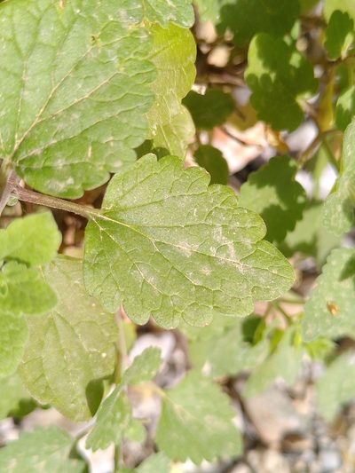 Scutellaria sieberi, photographed by Yves Bas