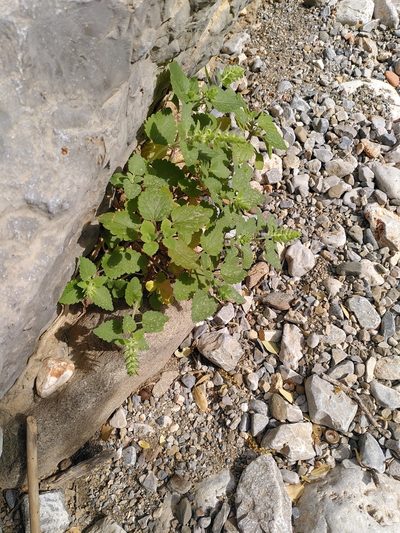 Scutellaria sieberi, photographed by Yves Bas