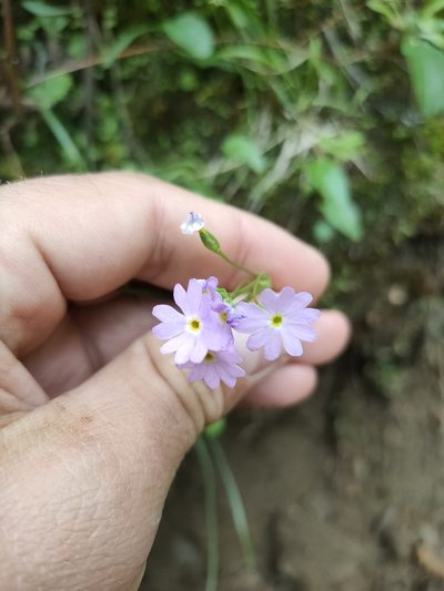 Primula nutans, photographed by Евгений Егорейченков