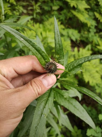 Cirsium serratuloides, photographed by Евгений Егорейченков