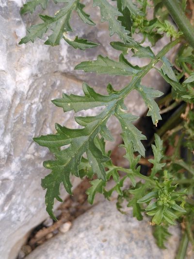 Scrophularia lucida, photographed by Yves Bas