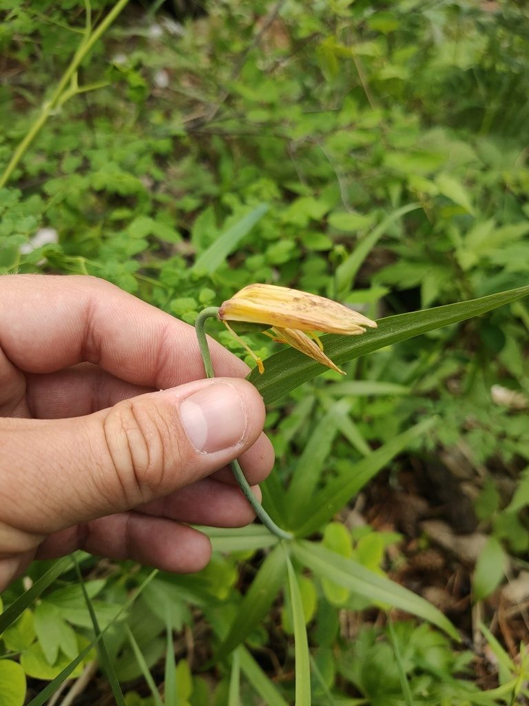 Fritillaria dagana, photographed by Евгений Егорейченков