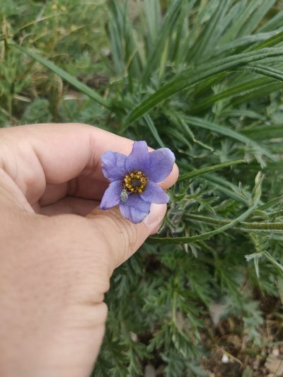 Pulsatilla ambigua, photographed by Евгений Егорейченков