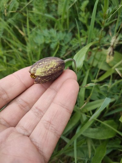 Fritillaria dagana, photographed by Евгений Егорейченков
