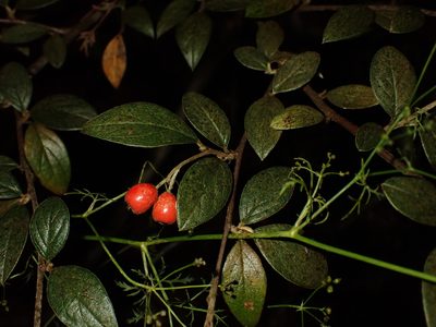 Cotoneaster franchetii, photographed by Saryu Mae 前 朝琉