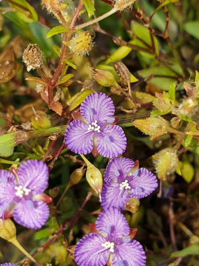 Murdannia striatipetala, photographed by Aravinth