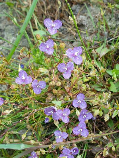 Murdannia striatipetala, photographed by Aravinth