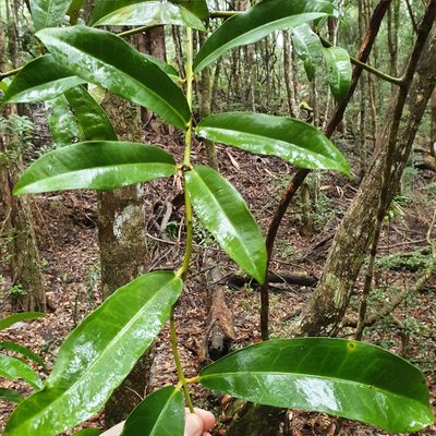 Wilkiea macrophylla, photographed by ronavery