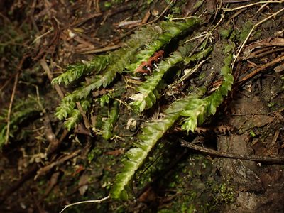 Cyathophorum bulbosum, photographed by Saryu Mae 前 朝琉