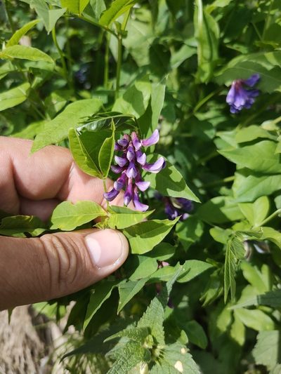 Vicia ramuliflora, photographed by Евгений Егорейченков