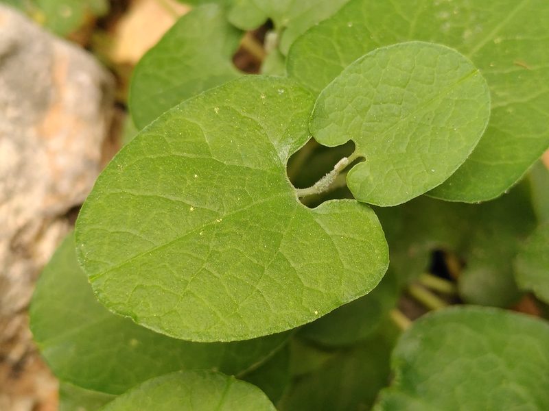 Aristolochia cretica, photographed by Yves Bas