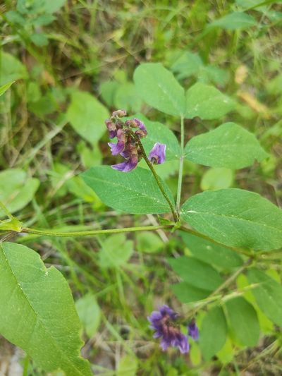 Vicia ramuliflora, photographed by Евгений Егорейченков