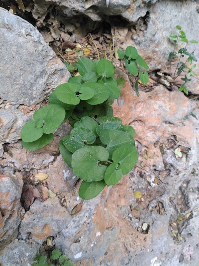Aristolochia cretica, photographed by Yves Bas