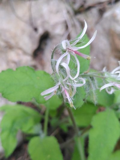 Symphytum creticum, photographed by Yves Bas