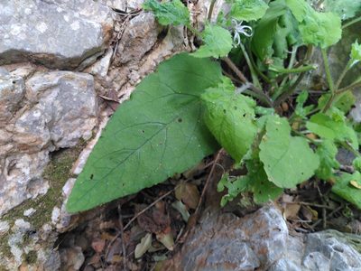 Symphytum creticum, photographed by Yves Bas