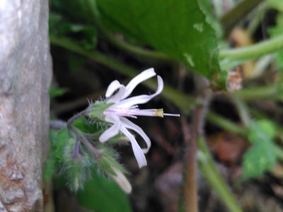 Symphytum creticum, photographed by Yves Bas