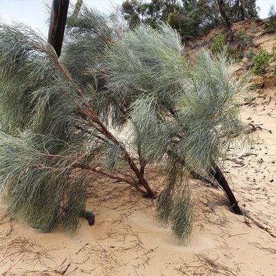 Jacksonia scoparia, photographed by ronavery