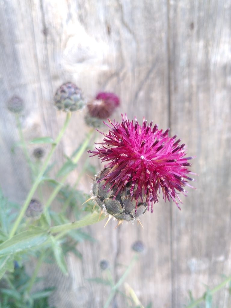 Centaurea redempta, photographed by Yves Bas