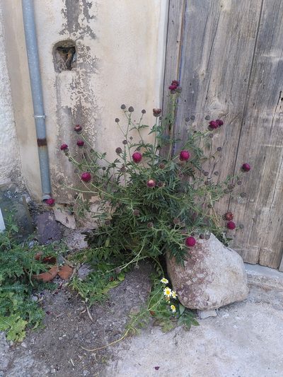 Centaurea redempta, photographed by Yves Bas