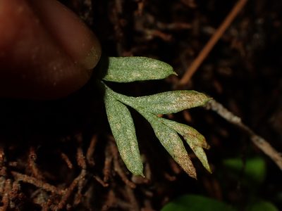 Tmesipteris elongata, photographed by Saryu Mae 前 朝琉
