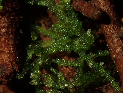 Zoopsis argentea, photographed by Saryu Mae 前 朝琉