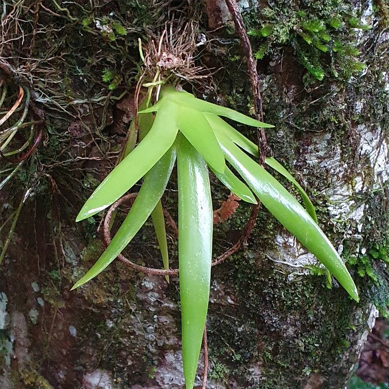 Oberonia titania, photographed by ronavery