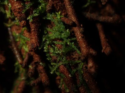 Zoopsis argentea, photographed by Saryu Mae 前 朝琉
