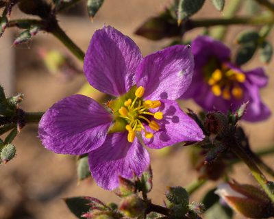 Zygophyllum chilense, photographed by Nicolás Villaseca Merino