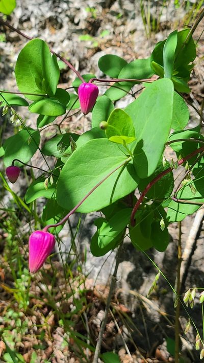 Clematis glaucophylla, photographed by Darrell Ragland