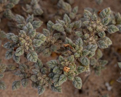 Tiquilia litoralis, photographed by Nicolás Villaseca Merino
