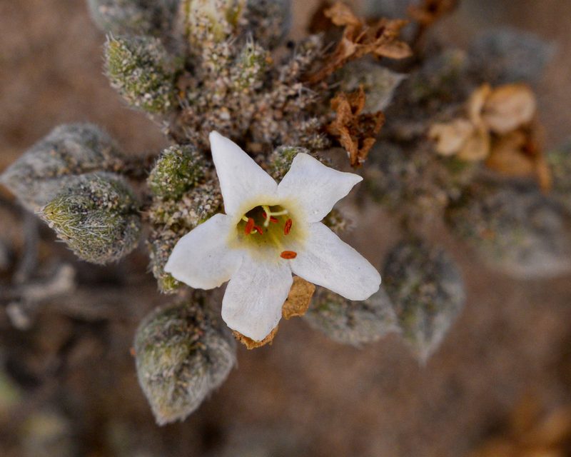 Tiquilia litoralis, photographed by Nicolás Villaseca Merino