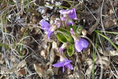 Viola gmeliniana, photographed by Ochirnima Nimaev