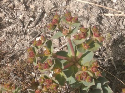Euphorbia myrsinites, photographed by Ben Costamagna